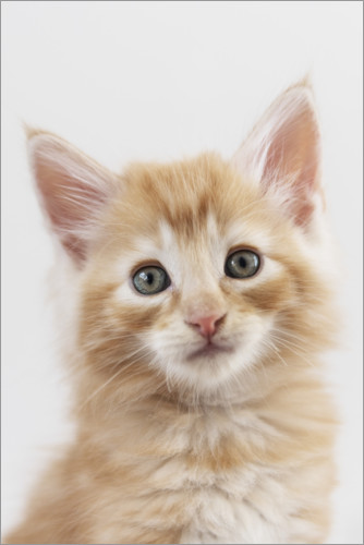 Poster Norwegian kitten