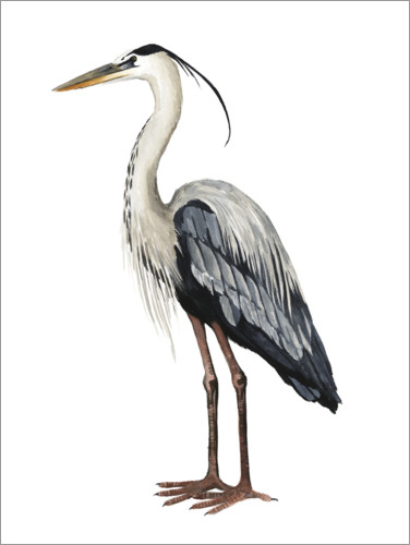 Poster Great Blue Heron