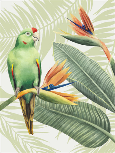 Poster Amazon parrot
