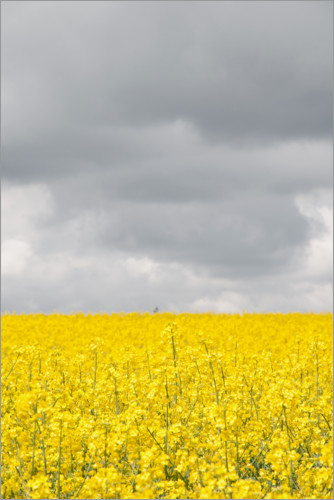 Poster Gelbes Rapsfeld unter grauen Wolken