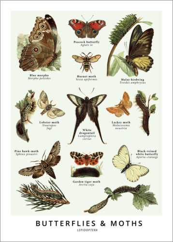 Poster Schmetterlinge & Motten (Englisch)