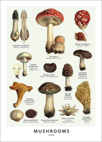 Poster Pilze (Englisch)