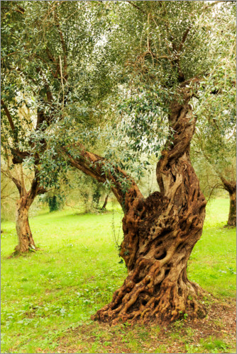 Poster Mediterrane Olivenbäume