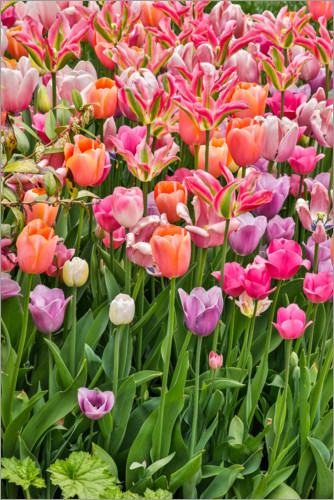 Poster Tulips II