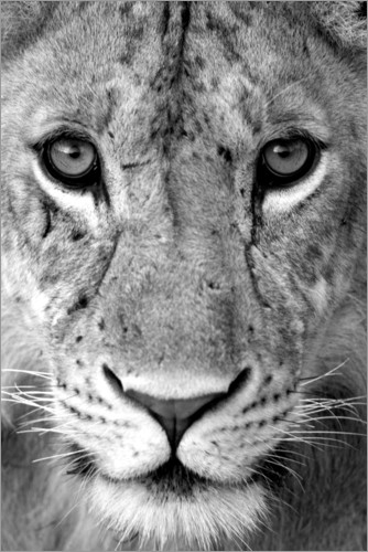 Poster Blick einer Löwin