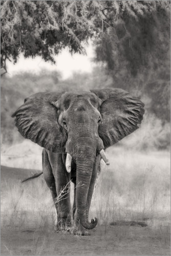 Poster Einsamer Elefant