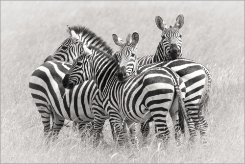 Poster Gruppe Zebras