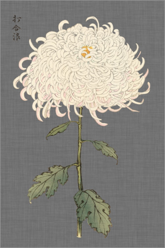 Poster Weiße Chrysantheme I