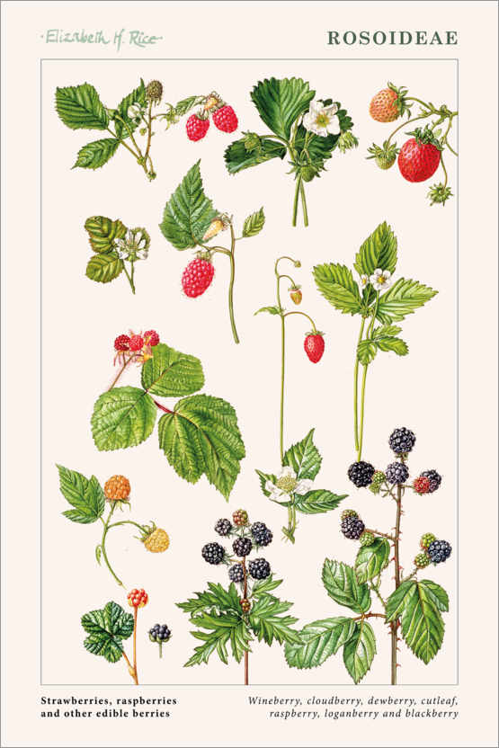 Poster Strawberries, raspberries and other edible berries
