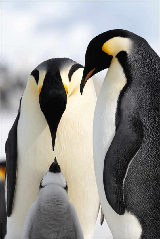 Póster Pingüino con cachorro