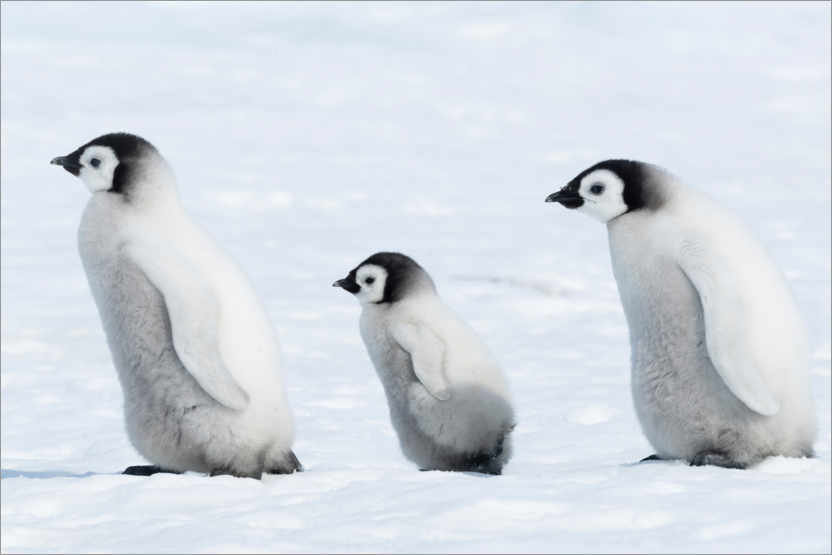 Poster Pinguin Jungtiere