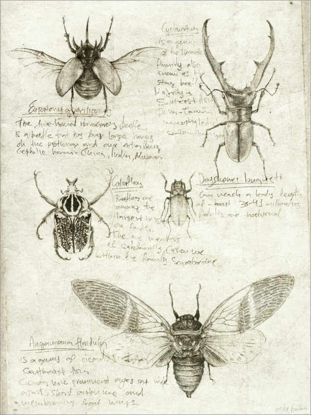 Poster Insekten
