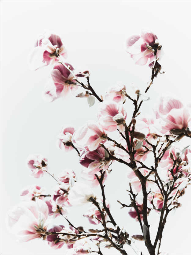 Magnolia rosa de Magda Izzard | Posterlounge