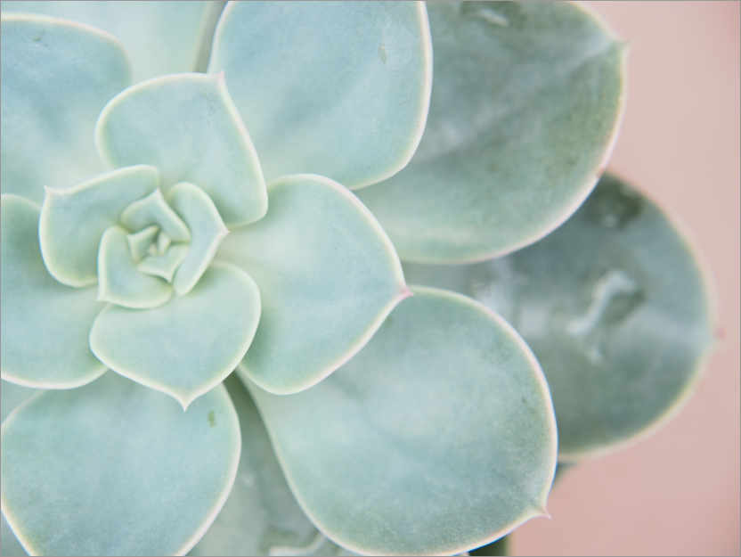 Poster Lueur succulente
