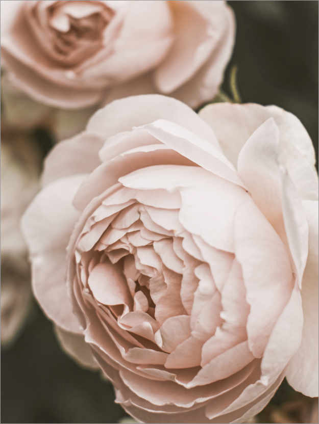 Plakat Lyserosa rose