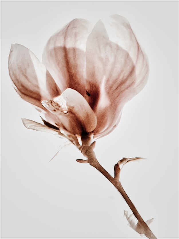 Poster Blühende Magnolie