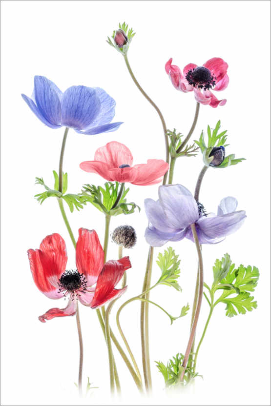 Anemone De Caen print by Mandy Disher | Posterlounge