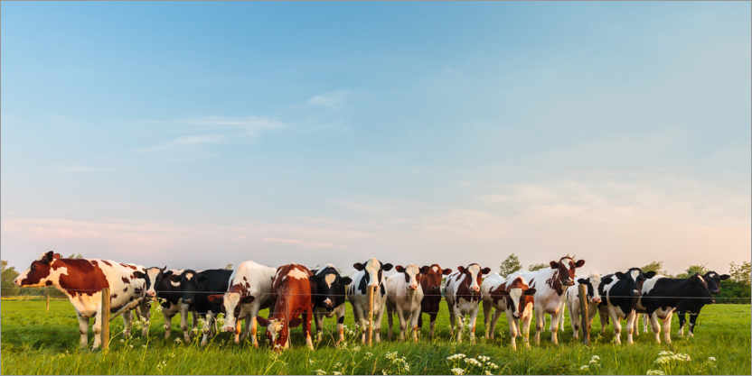 Poster Vaches curieuses dans un pré hollandais
