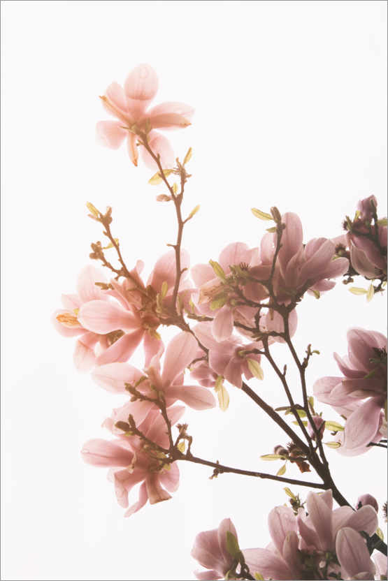 Poster Magnolienblüten