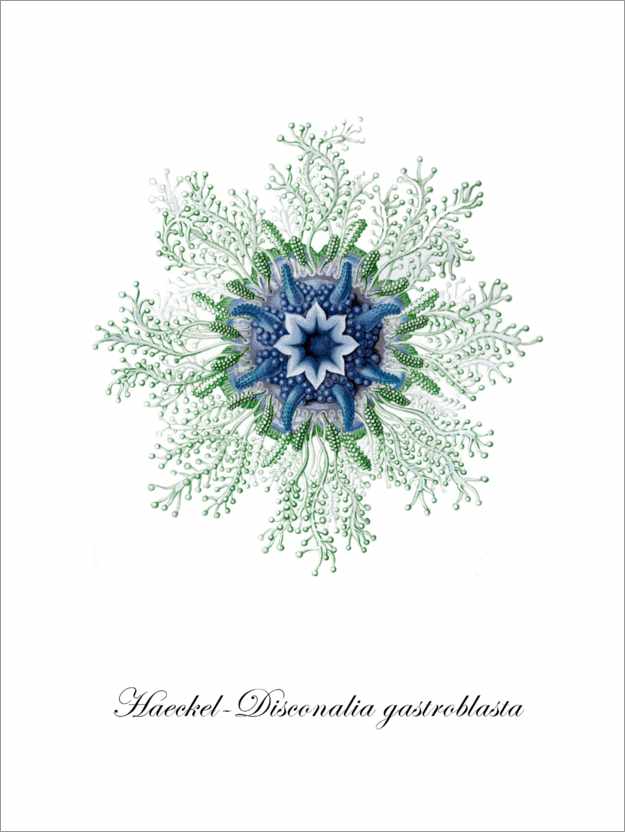 Plakat Haeckel-Disconalia gastroblasta