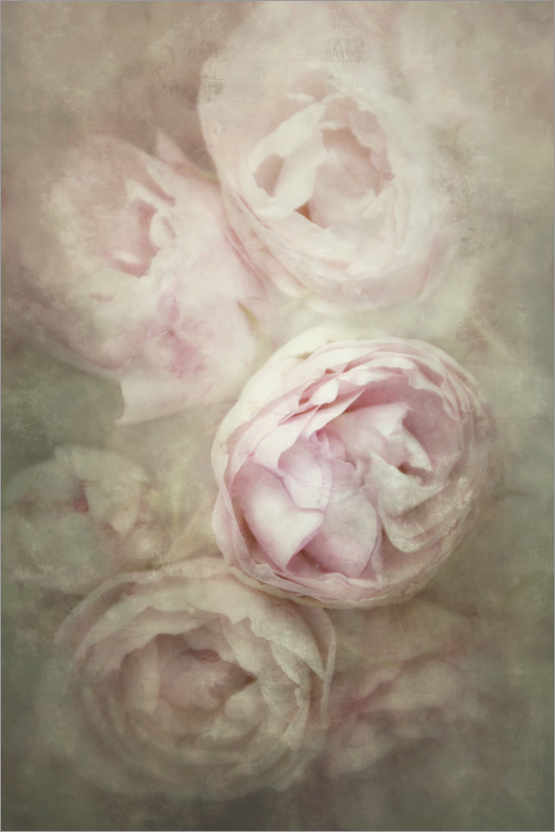 Plakat Romantyczne róże