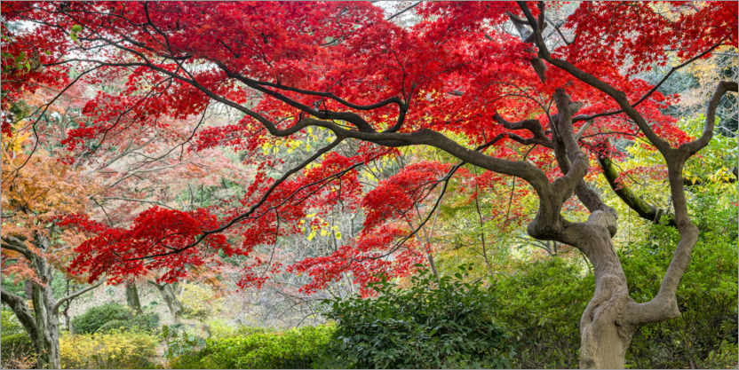 Poster Japanese maple