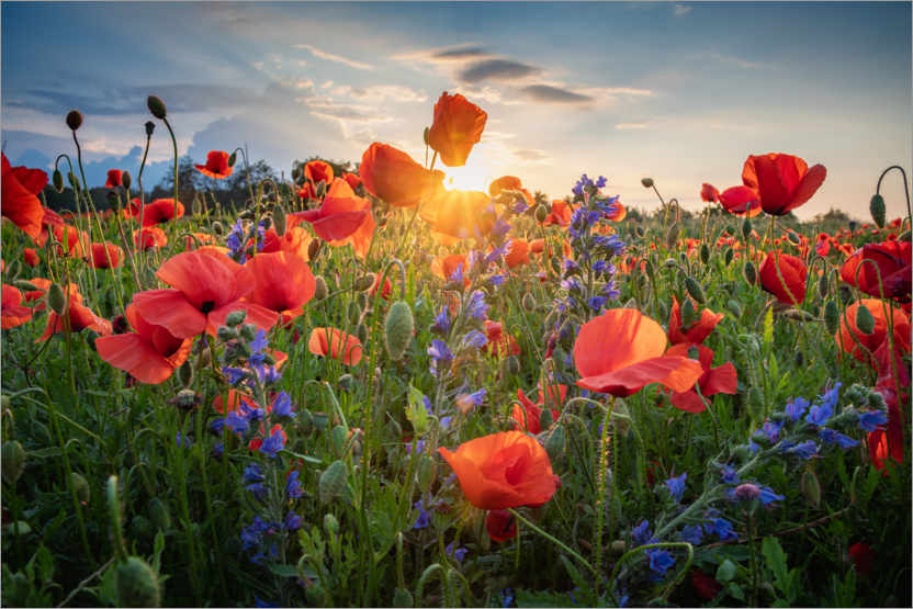Poster Poppy flowers in the evening