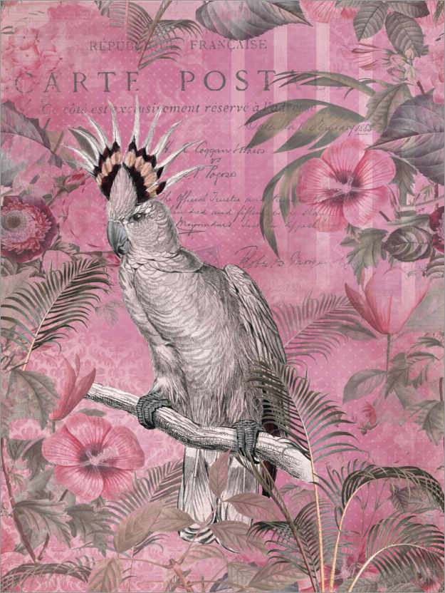 Plakat Pink Cockatoo