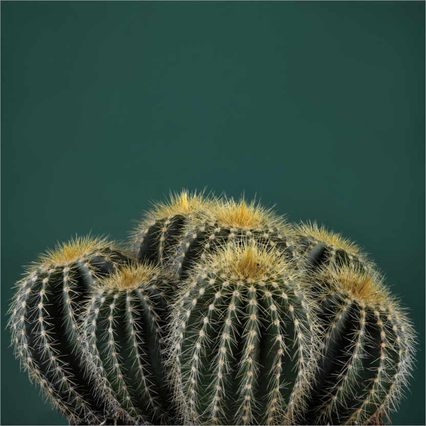 Póster Cactus I