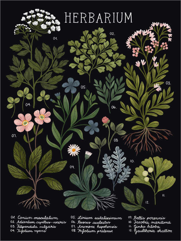 Plakat Herbarium, czarne