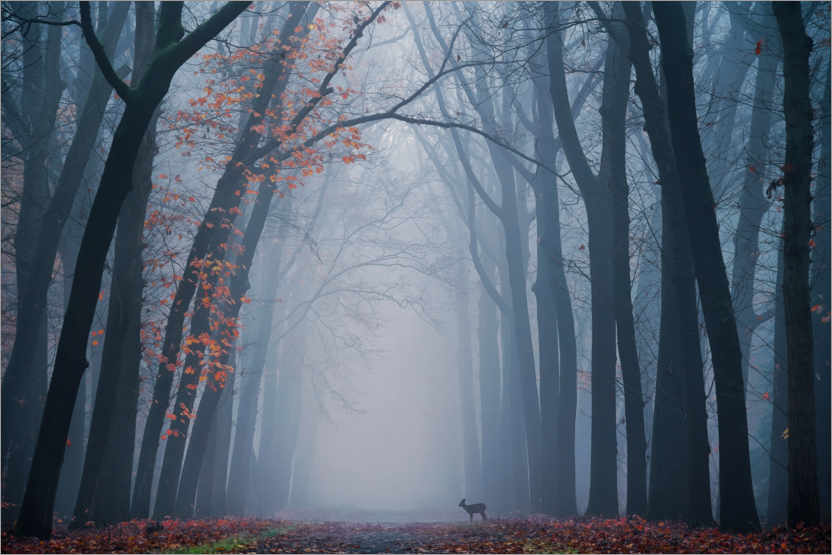 Plakat Dutch forest with a deer on a foggy day