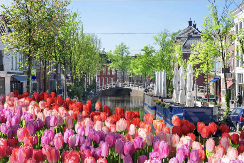 Poster Mer de tulipes à Amsterdam