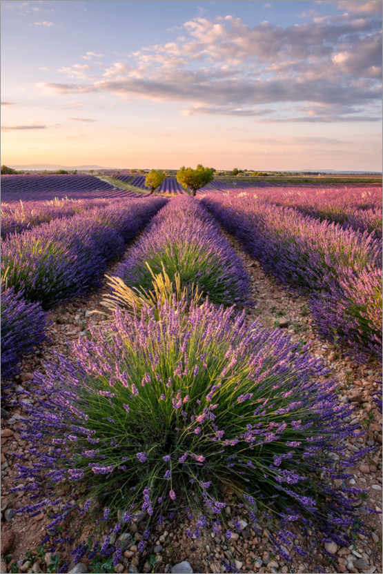 Poster Sommer in der Provence