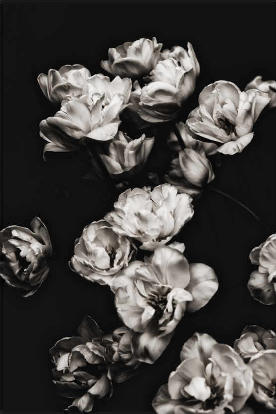Poster White tulips II