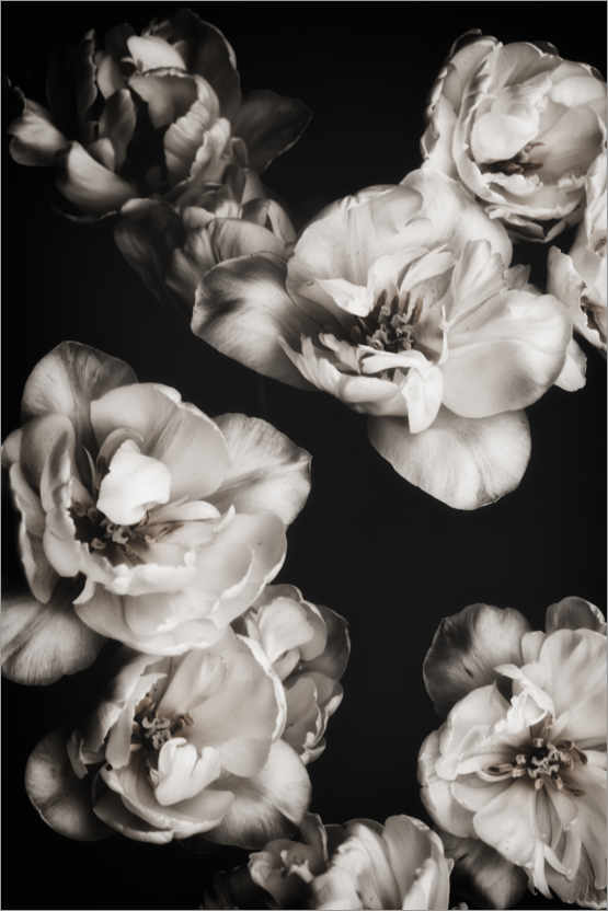 Plakat Białe tulipany