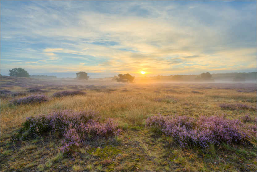 Poster Lever du soleil dans le Westruper Heide
