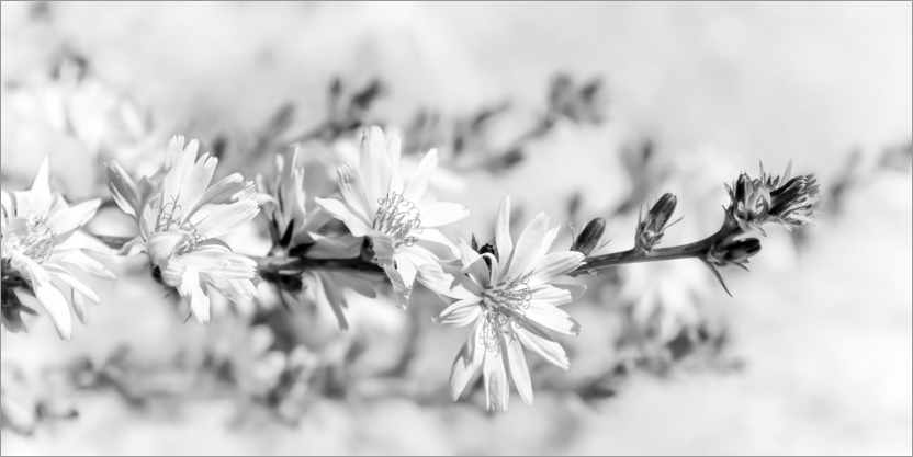 Juliste Chicory flowers