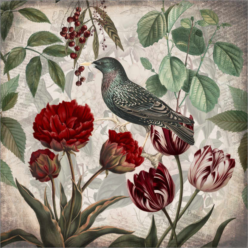 Juliste Vintage starling with tulips
