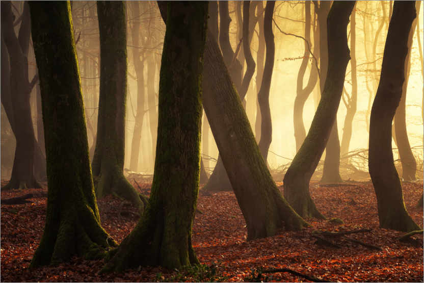 Poster Forest glow