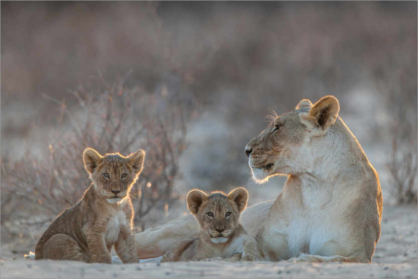 Poster Löwin mit zwei Jungen