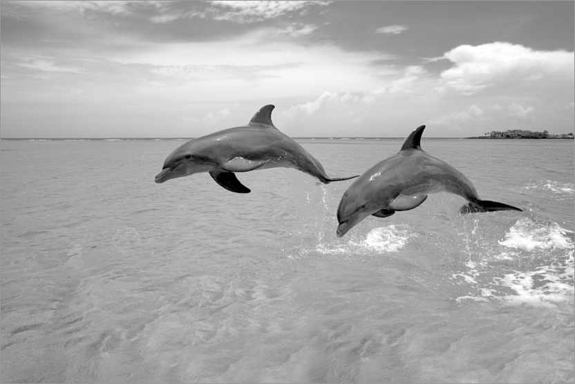 Poster Two bottlenose dolphins