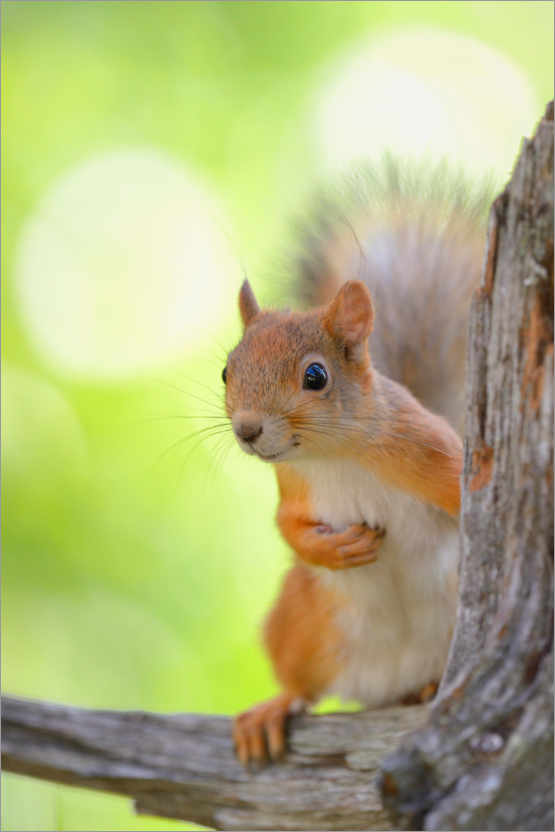 Poster European squirrel