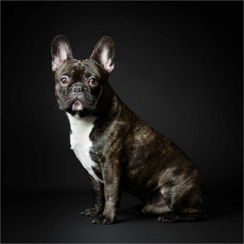 Poster Max