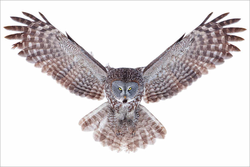 Poster Great gray owl