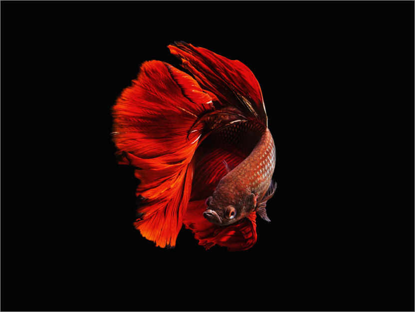 Poster The Red