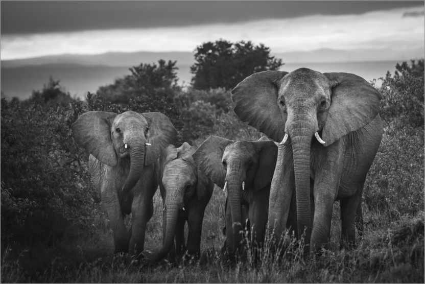 Plakat A famille of African elephants