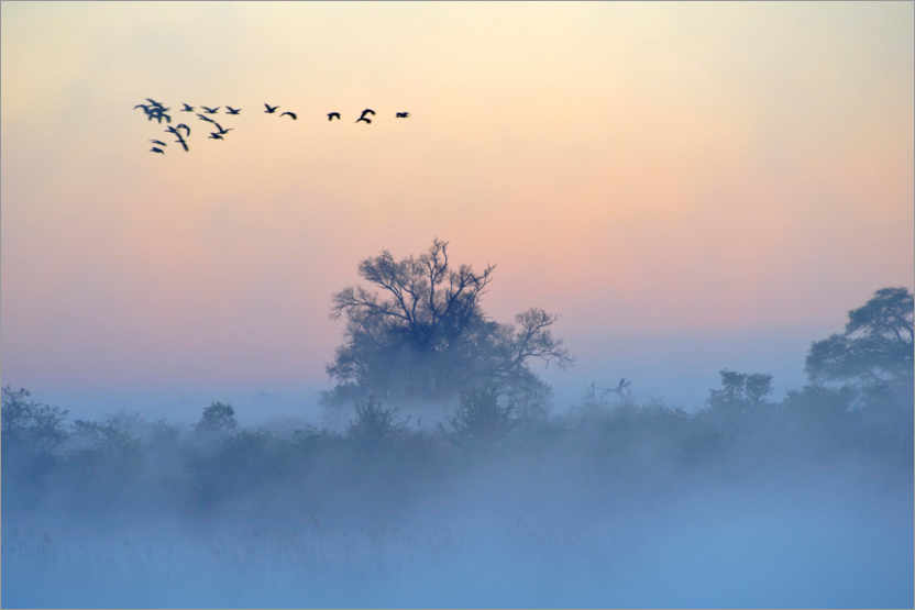 Plakat Morning fog on the Okavango