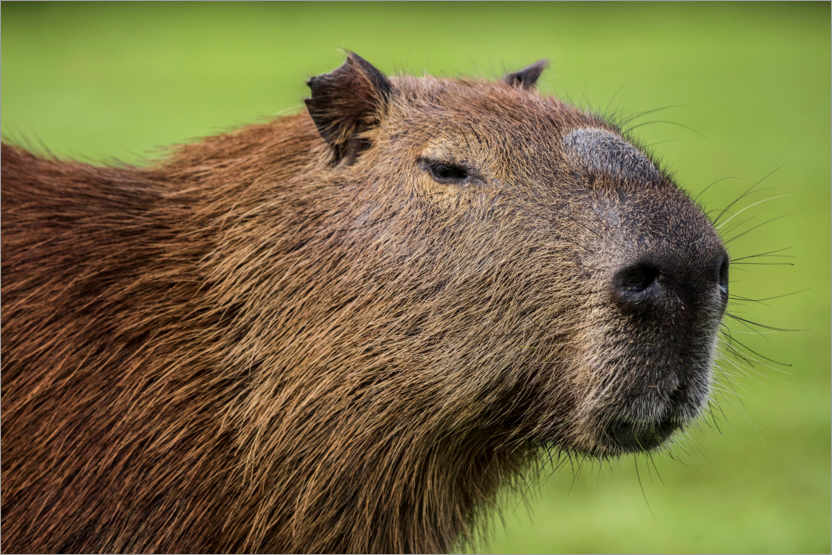 Plakat Capybara