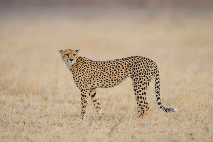 Plakat Cheetah