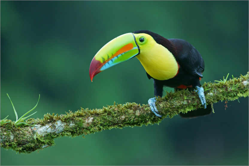Poster Fisher toucan on a mossy branch